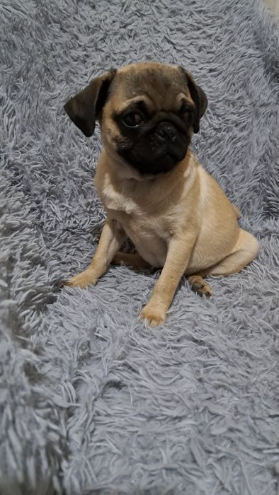 Продаю  клубного щенка мопсика мальчик