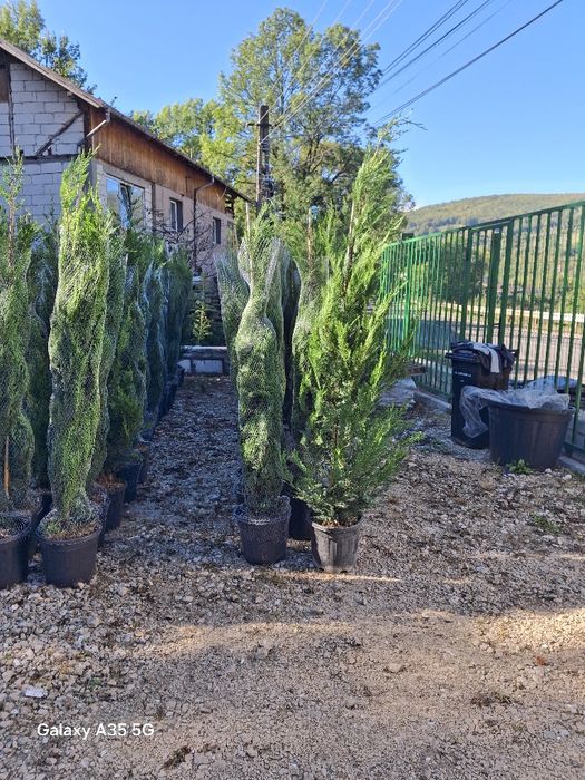 Vând tuia leylandii chiparos la oferta