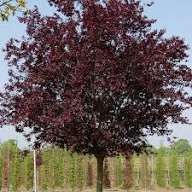 Pomi Ornamentali (Prunus Nigra )