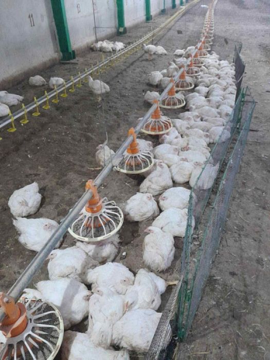 Пилета  бройлери