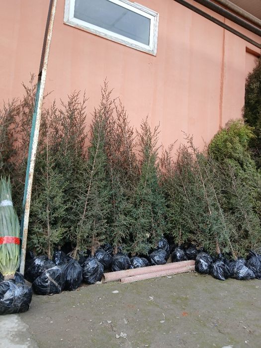 Манзарали ва мевали дарахтлар