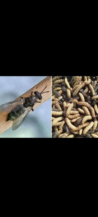 Черная львинка для сельского