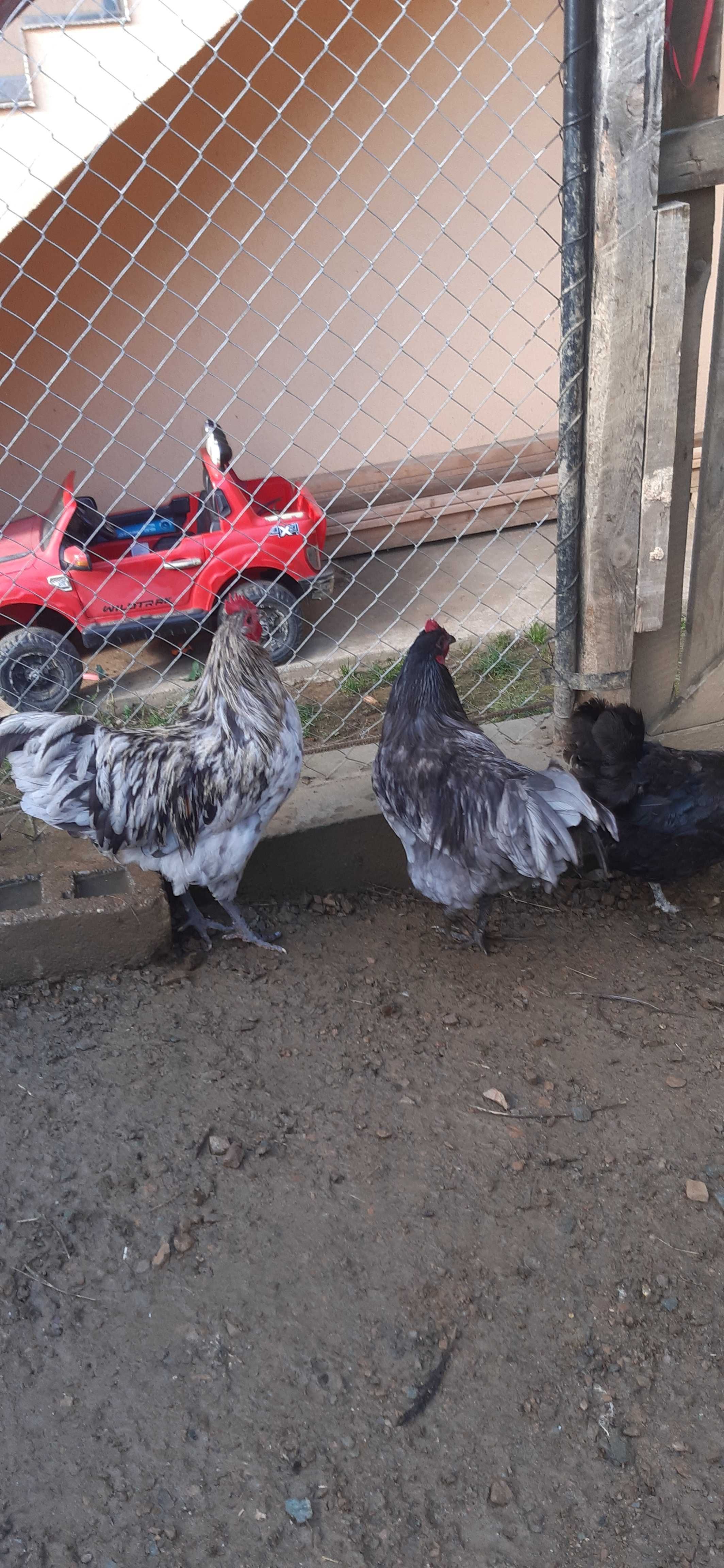 Cocosi australorp negrii si albastrii