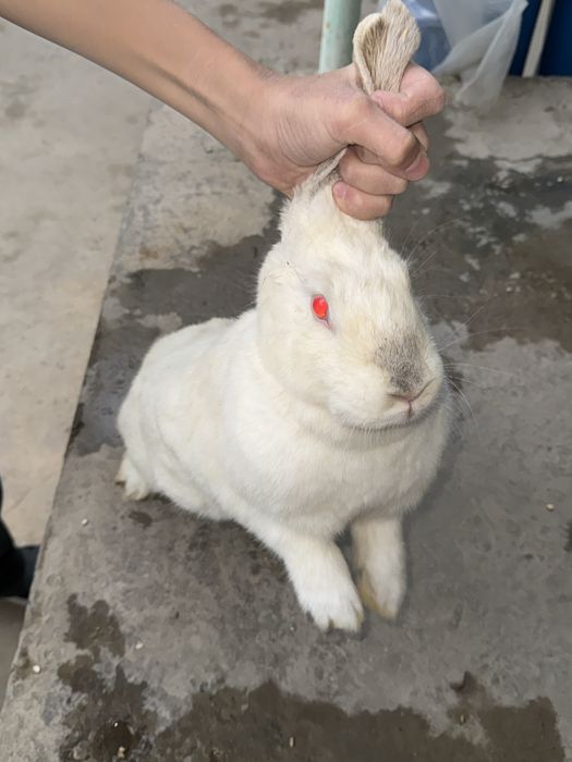 Quyon flamander 3 kgdan oshkan