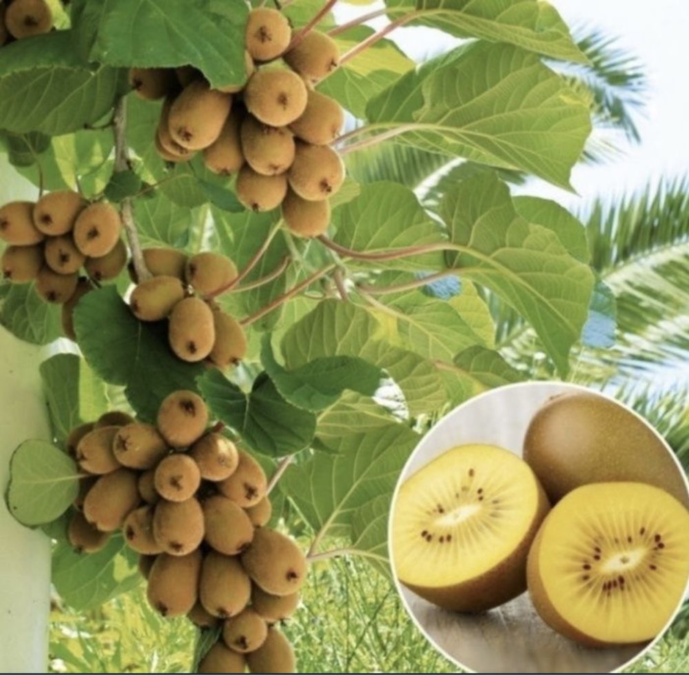 Kiwi galben auriu exotic sun