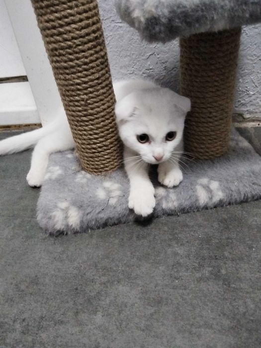 Отдам котёнка  вислоухая