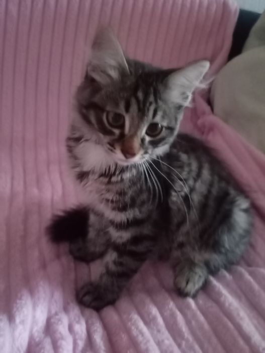 Комочек счастья на удачу в ОЧЕНЬ ДОБРЫЕ РУКИ