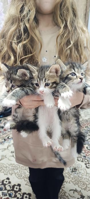 Котята даром отдам