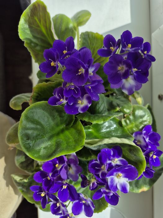 Фиалка. Фиалка..