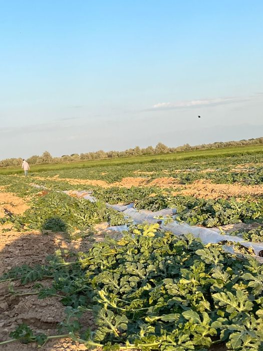 Поливная земля Талгарский Район п Нура 130 га цельная Поливная