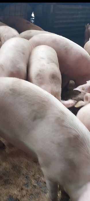 Продавам Бели Домашни Прасета