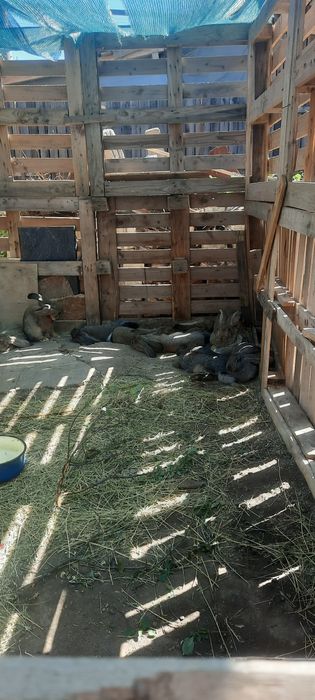 Vând iepuri uriaș german