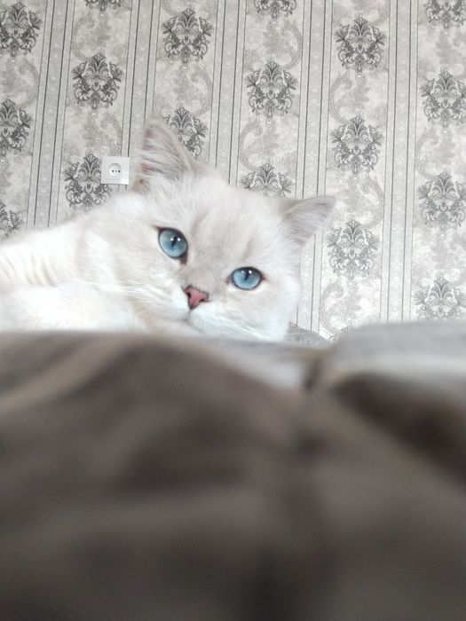 Британская короткошерстная