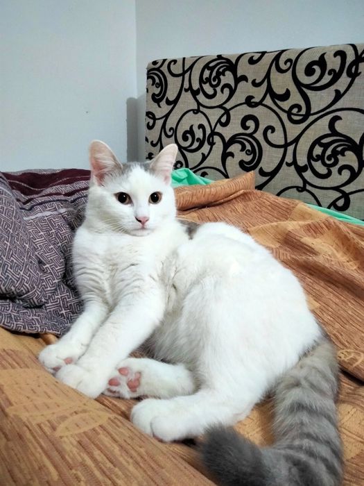 Отдается кот в добрые руки