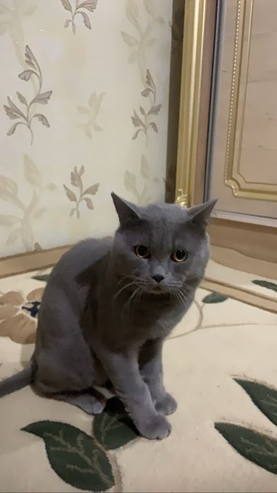 VYAZKA ga mushuk bor Strayt 2 yosh hamma vaksinalari qilingan