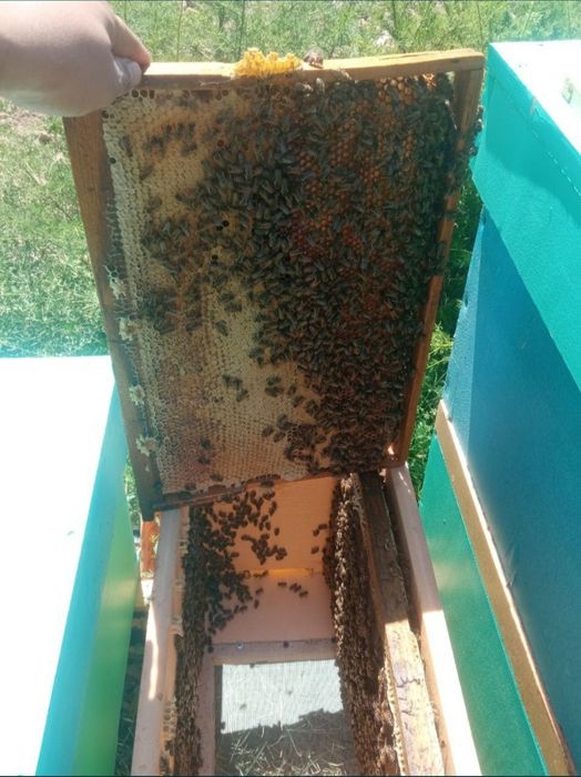 Asalari yashiklari va sushlari sotiladi