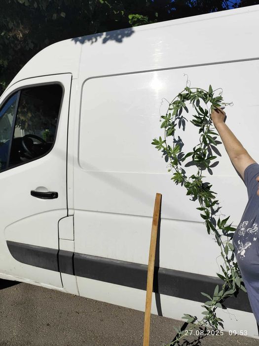 Пасифлора - Passiflora