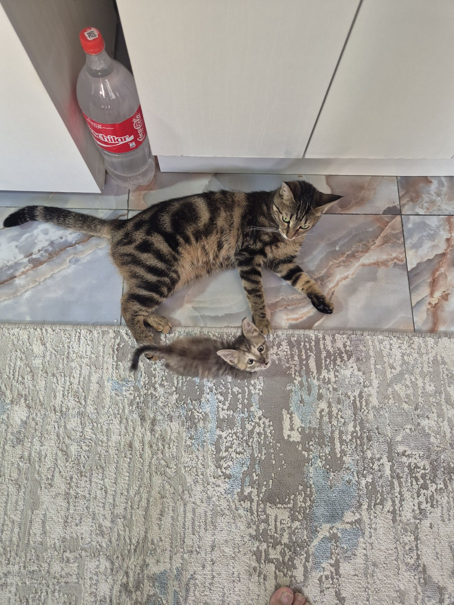 Котёнок бенгальский отдам в хорошие руки