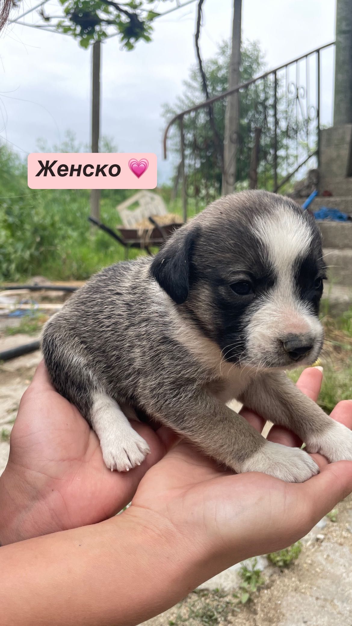 Кученца… Подаряват се!