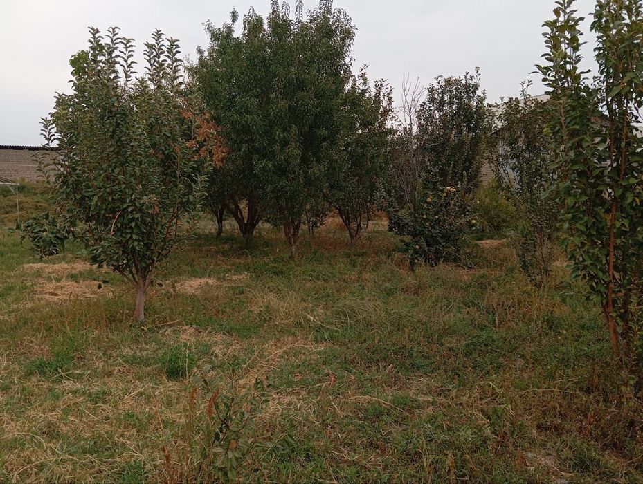 Томорка сотилади, tomorqa sotiladi