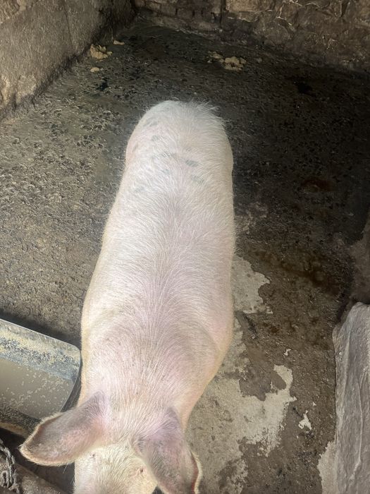 Продавам мъжко прасе