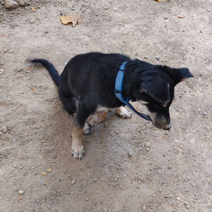 Отдаем собаку в хоошие руки