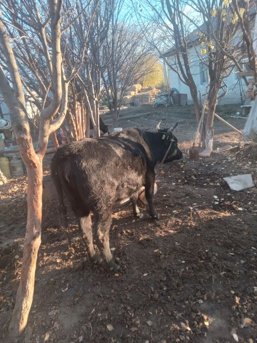 Қашар  бордақы сатылады