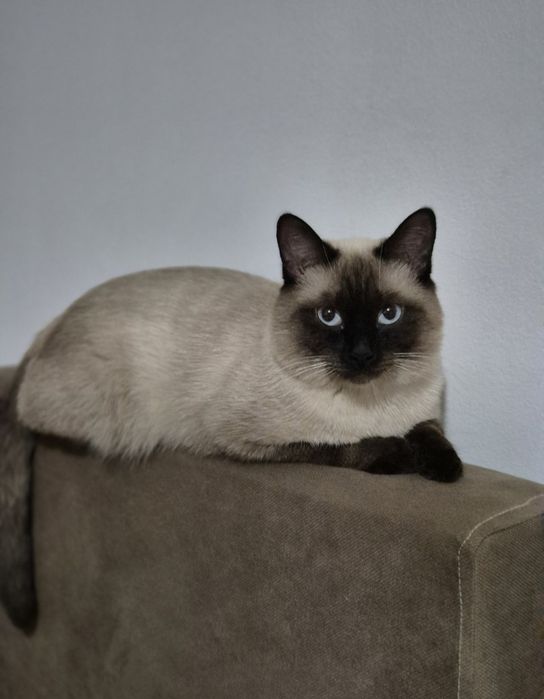 Отдам сиамского кота