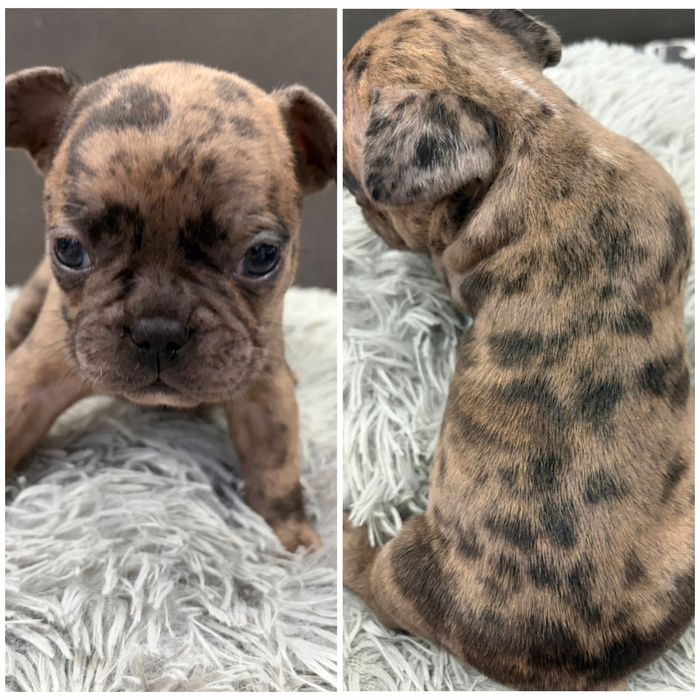 Френски булдог/малки кученца