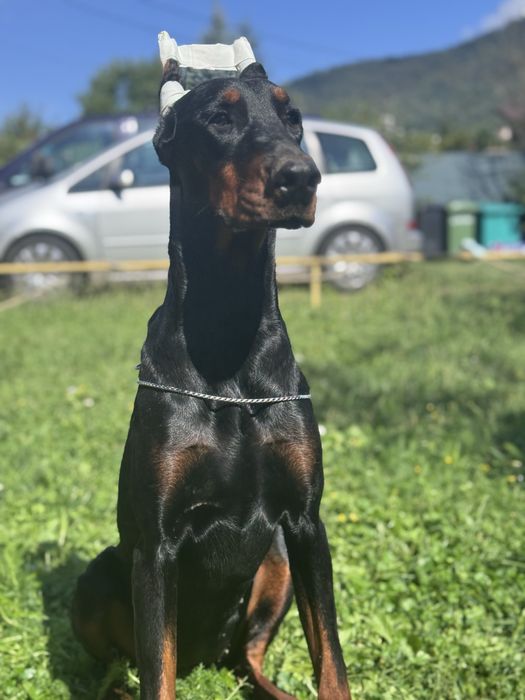 Cățeluș Doberman