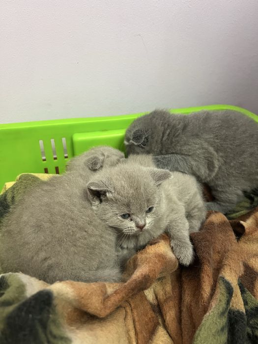 Шотландский мушукла сотилади