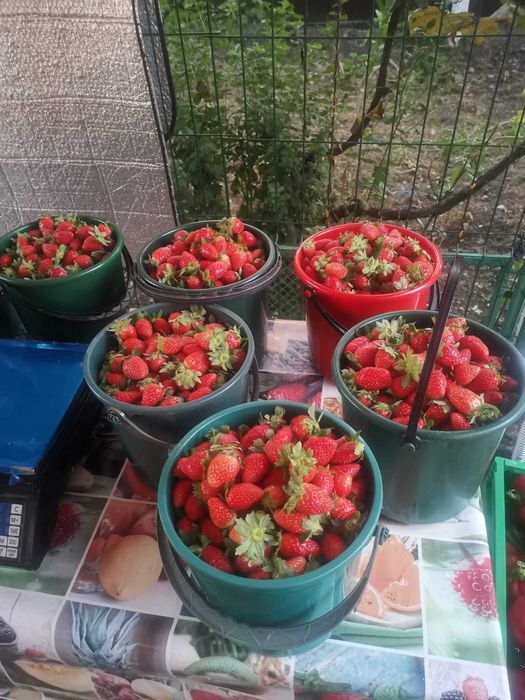 Capsuni de toamna din soiul murano dulci si gustoase crescute ecologic
