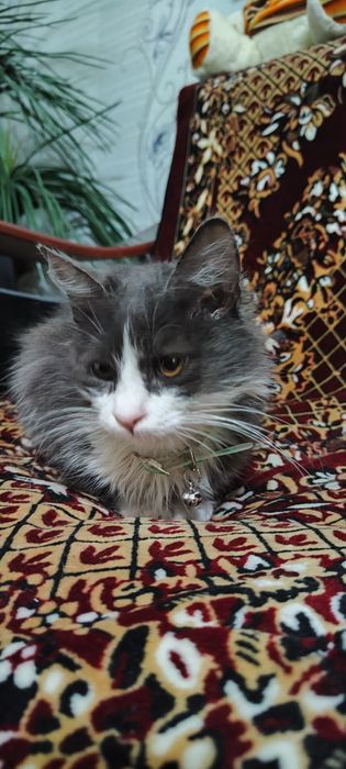 Отдам в добрые руки