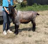 Vând ȚAP Alpin Francez 100kg