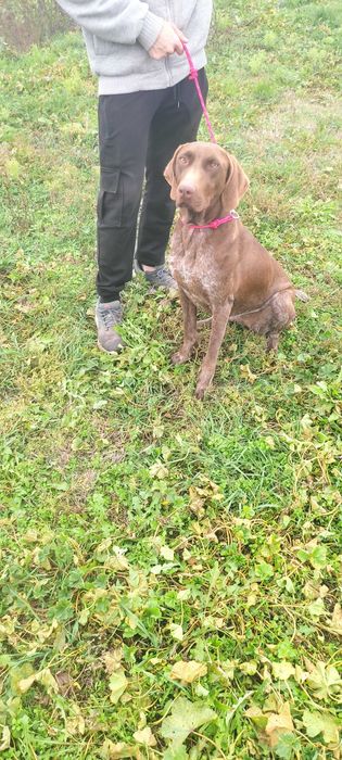 Куцхаар женски на 3г.