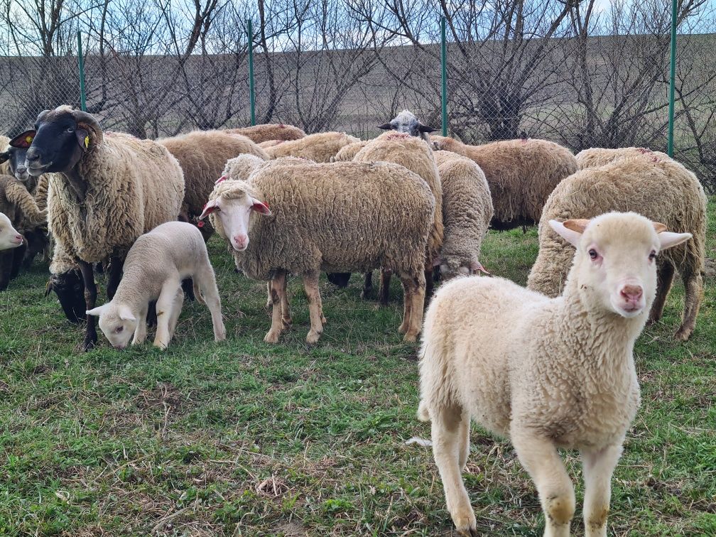 Oi merinos de 3-4 miei