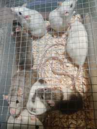 Vând șobolani speciali pentru companie, dresaj sau hrană pt. animale
