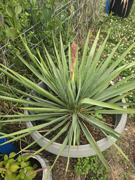 Yucca de grădină