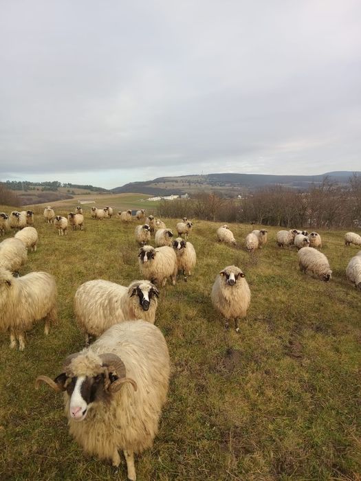 Vând oi mai multe detalii la telefon