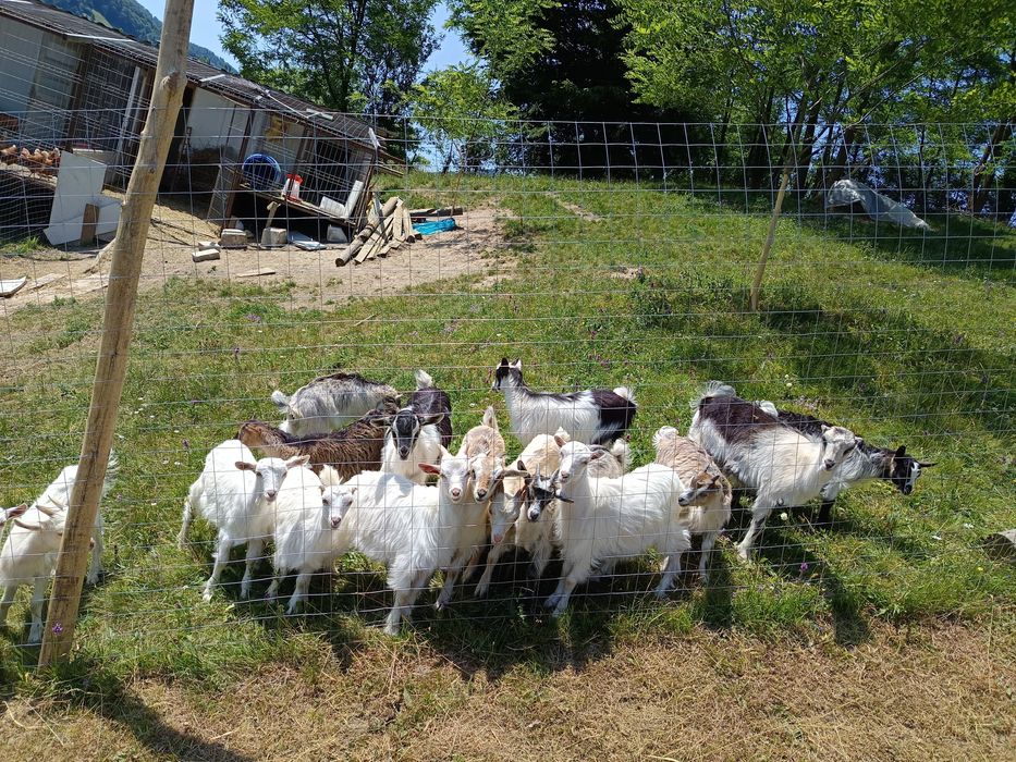 Vând țap/ ieduț   .