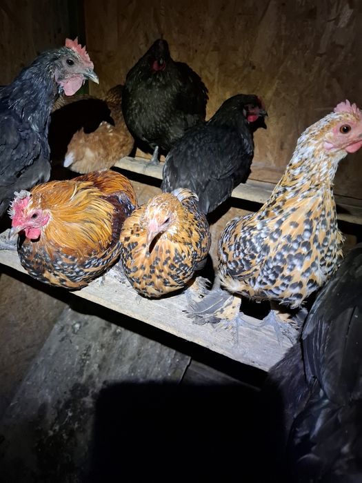 Gainuse mii de flori