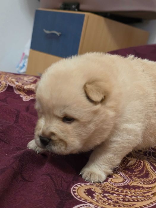 Pui femela chow chow