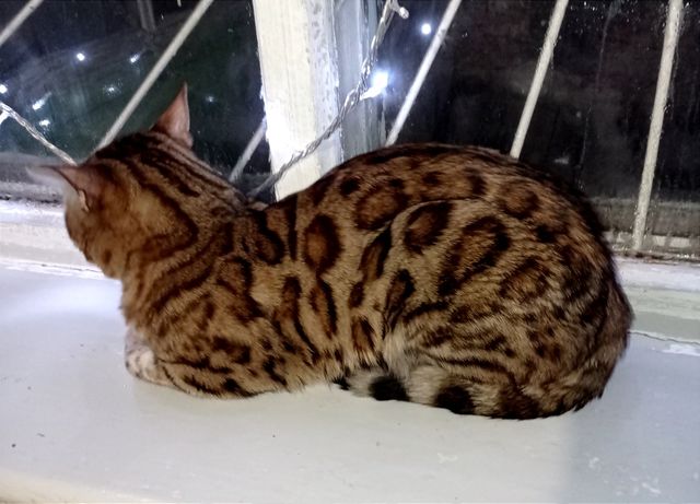 Бенгальский кот на вязку. 100% вязка.
