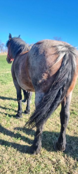 Iapa de vanzare frumosa