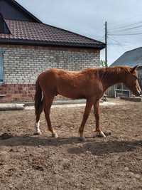 Продам жеребчика 1,2 года с откорма