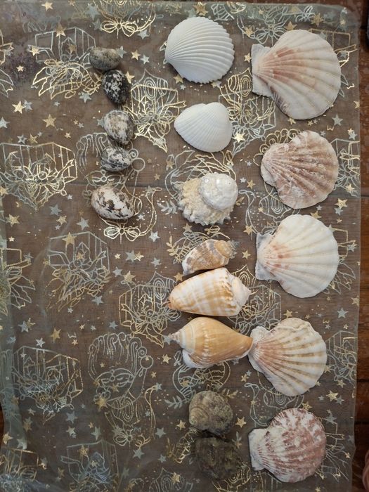 Продам  ракушки морские
