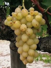 Vita de vie nobila alba de masa