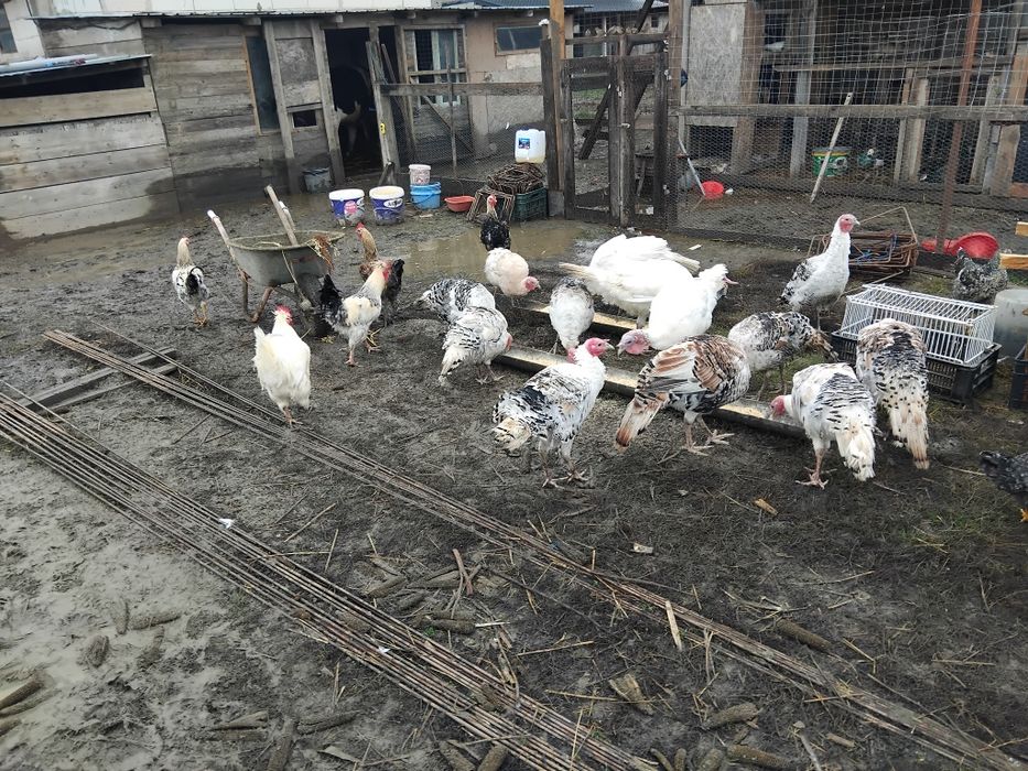 Curci si curcani 2025