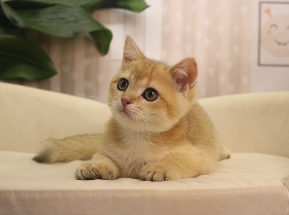 Британский золотая шиншилла