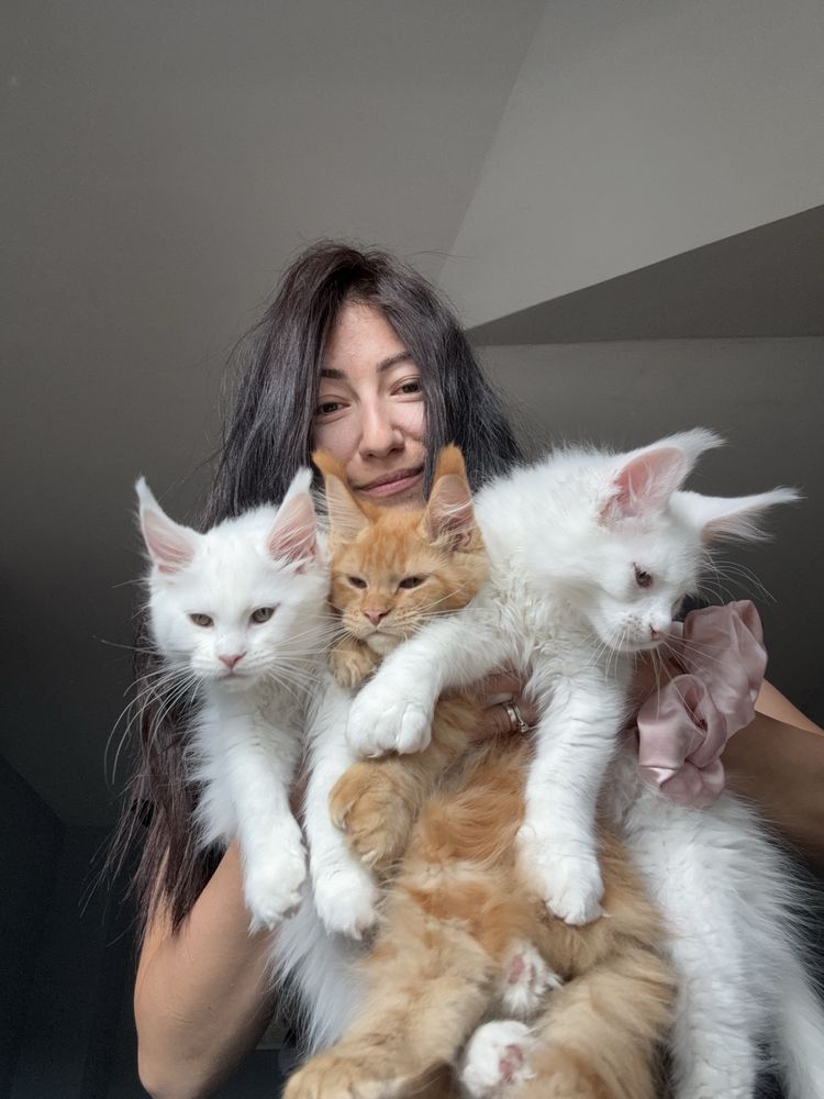Мейн кун котенца / Мейн куун котенца / Maine coon kittens